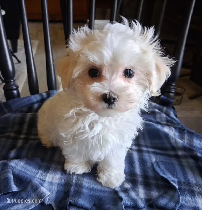 Simon – Maltipoo puppy for sale in San Antonio, TX