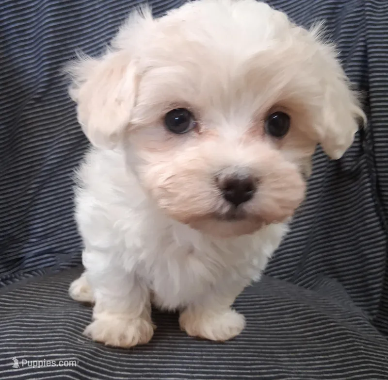 Charity – Maltipoo puppy for sale in San Antonio, TX