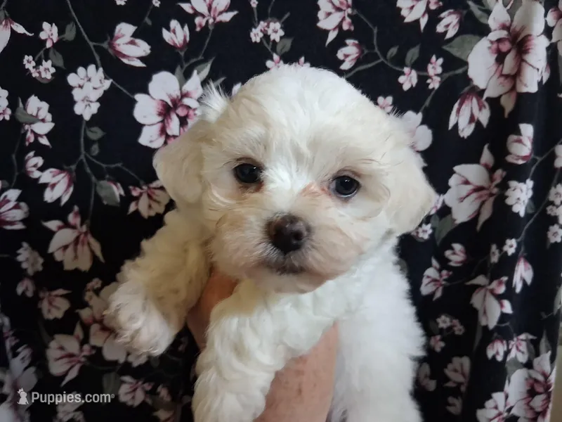 Charity – Maltipoo puppy for sale in San Antonio, TX