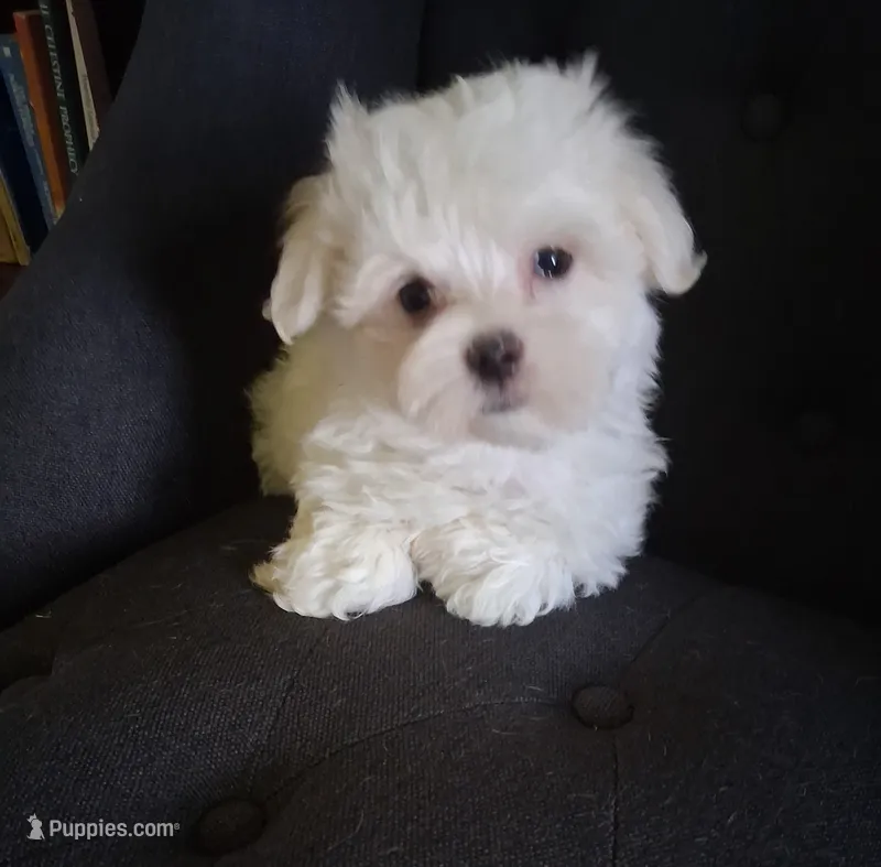 Abel (AKC) – Maltese puppy for sale in San Antonio, TX