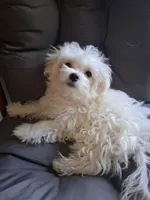 Abel (AKC), a male Maltese for sale in San Antonio, TX – 5 of 9