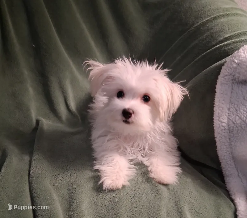 Zeb – Maltese puppy for sale in San Antonio, TX