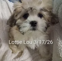 Lottie Lou , a female Shih Tzu for sale in San Antonio, TX – Photo 1 of 7