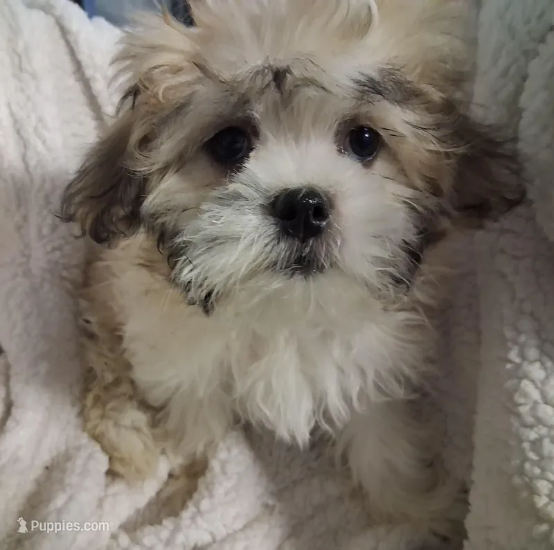 Lottie Lou  – Shih Tzu puppy for sale in San Antonio, TX