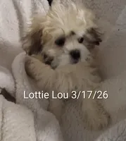 Lottie Lou , a female Shih Tzu for sale in San Antonio, TX – Photo 3 of 7