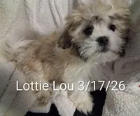 Lottie Lou , a female Shih Tzu for sale in San Antonio, TX – Photo 7 of 7