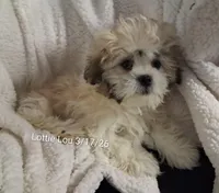 Lottie Lou , a female Shih Tzu for sale in San Antonio, TX – Photo 4 of 7