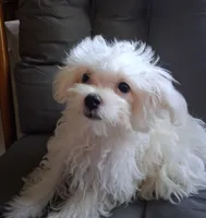 Abel (AKC), a male Maltese for sale in San Antonio, TX – 8 of 9