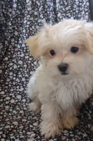 Silas (AKC), a male Maltese for sale in San Antonio, TX – 6 of 6