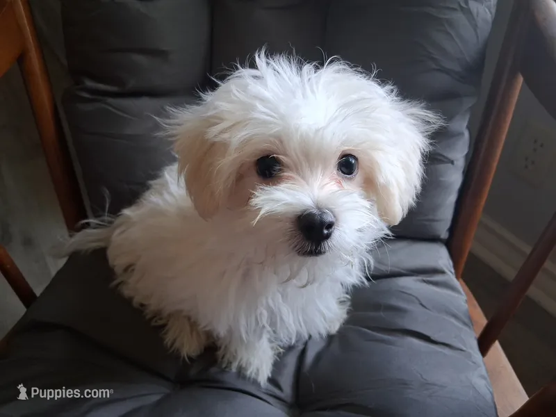 Silas (AKC) – Maltese puppy for sale in San Antonio, TX