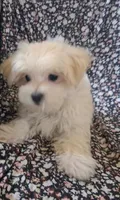 Silas (AKC), a male Maltese for sale in San Antonio, TX – 4 of 6