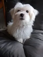 Eli (AKC), a male Maltese for sale in San Antonio, TX – 4 of 9