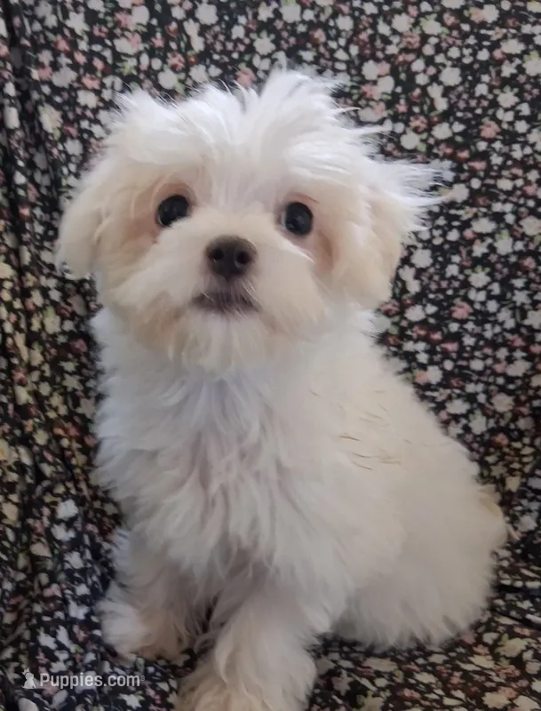Dinah (AKC) – Maltese puppy for sale in San Antonio, TX