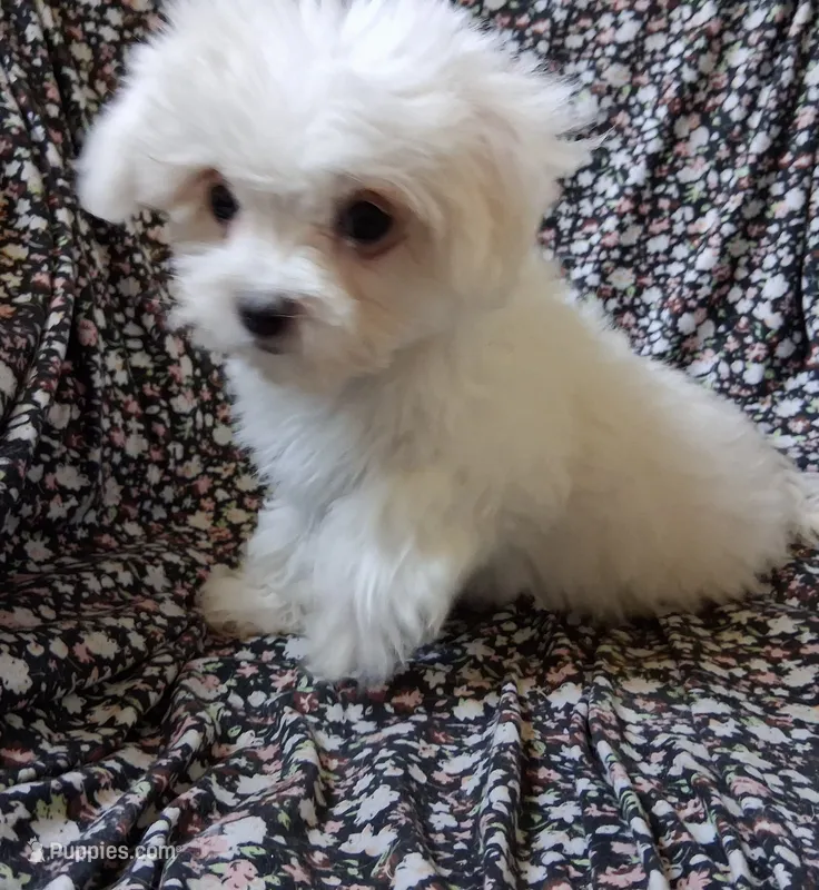 Dinah (AKC) – Maltese puppy for sale in San Antonio, TX