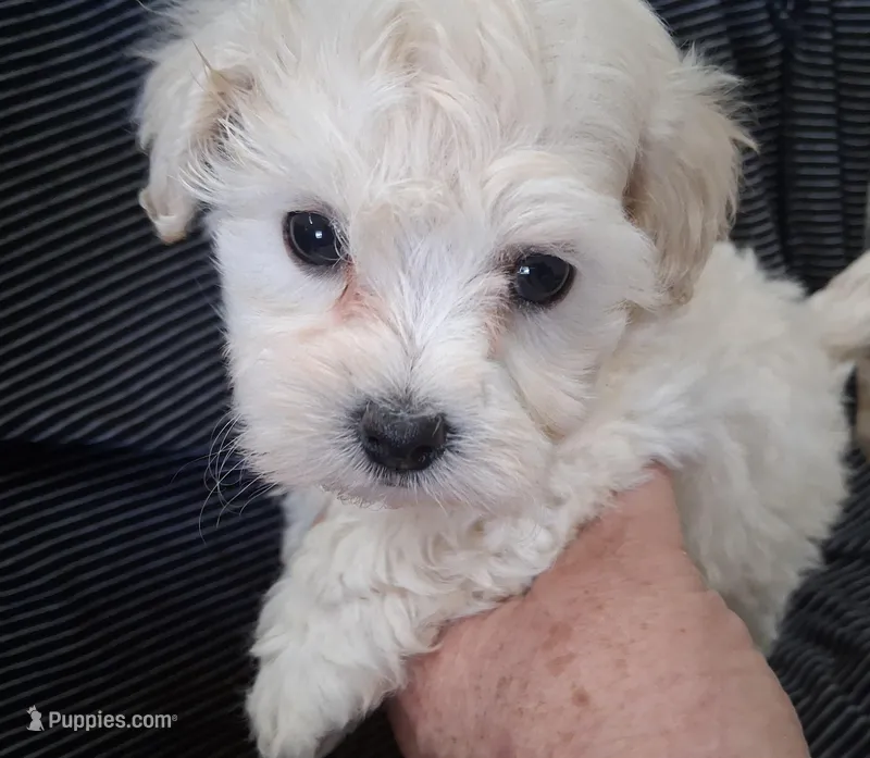 Jude – Maltipoo puppy for sale in San Antonio, TX