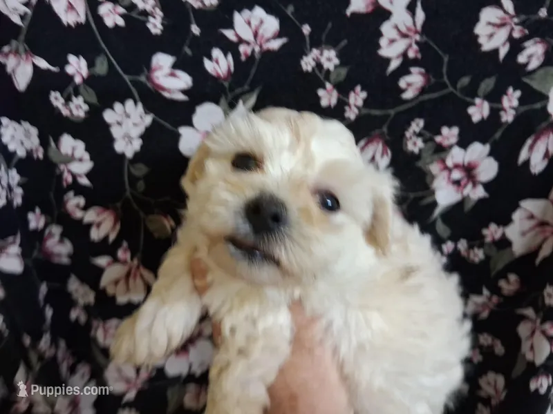 Jude – Maltipoo puppy for sale in San Antonio, TX