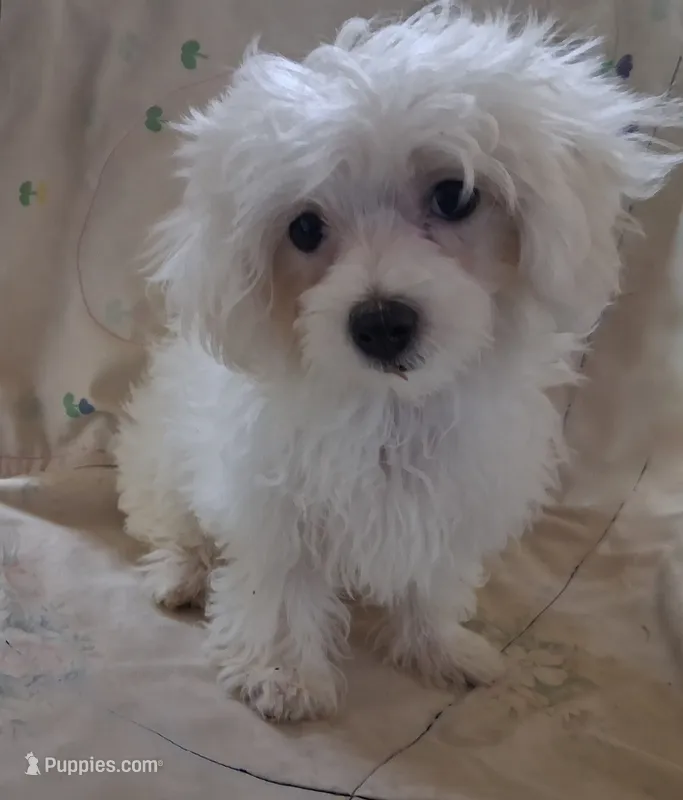Ruthie (AKC) – Maltese puppy for sale in San Antonio, TX