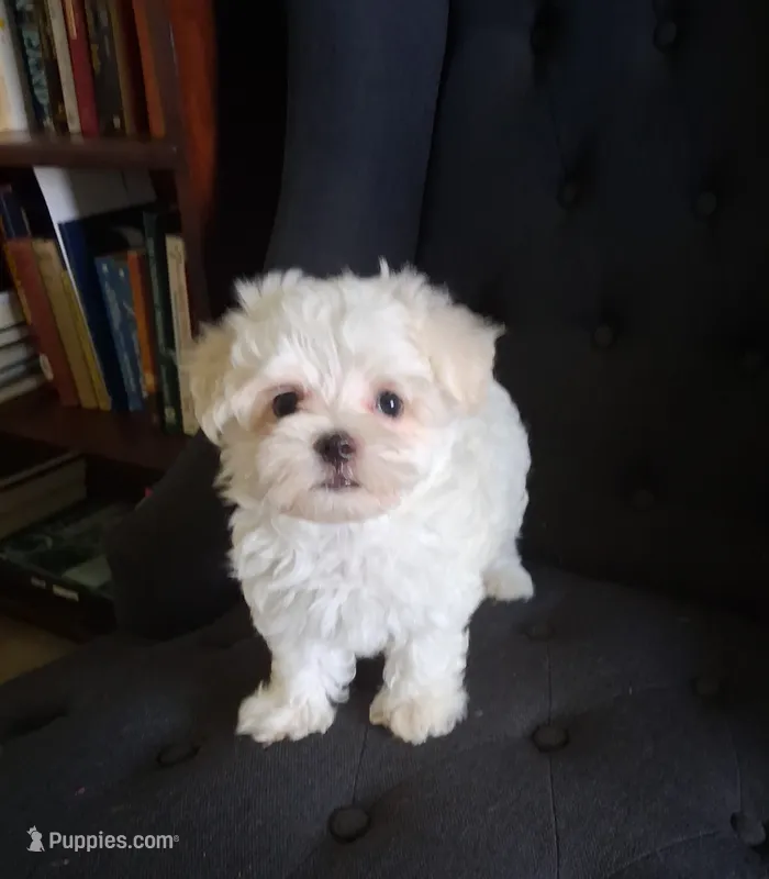 Jesse (AKC) – Maltese puppy for sale in San Antonio, TX