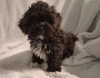 Joey (Hosea), Shihpoo, a male Shih Tzu for sale in San Antonio, TX – 2 of 5
