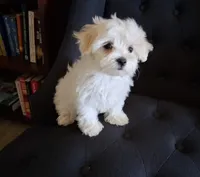 Ruthie (AKC), a female Maltese for sale in San Antonio, TX – 2 of 6