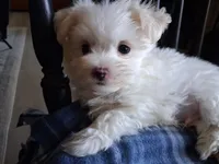 Zeb, a male Maltese for sale in San Antonio, TX – 8 of 8