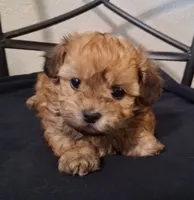 Asa, Shihpoo, a male Shih Tzu for sale in San Antonio, TX – 2 of 5