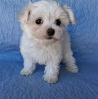 Levi (AKC), a male Maltese for sale in San Antonio, TX – 4 of 5