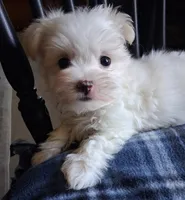 Zeb, a male Maltese for sale in San Antonio, TX – 7 of 8