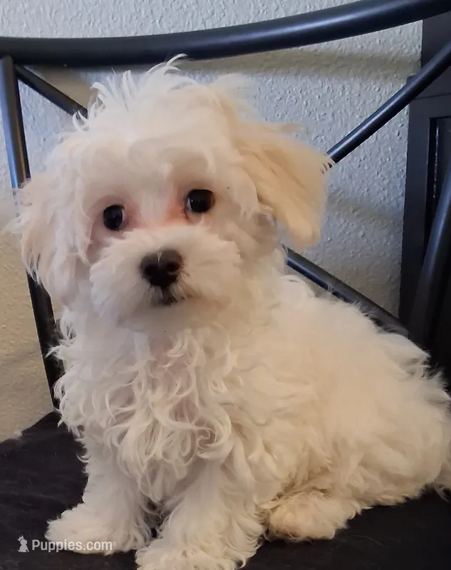 Amos – Maltipoo puppy for sale in San Antonio, TX