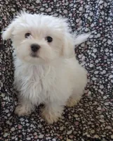 Eli (AKC), a male Maltese for sale in San Antonio, TX – 7 of 9