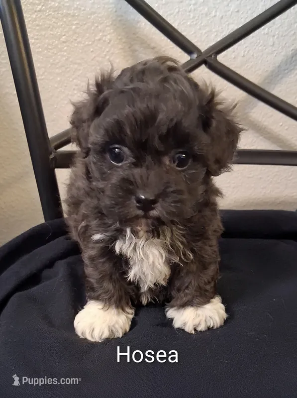 Hosea, Shihpoo – Shih Tzu puppy for sale in San Antonio, TX