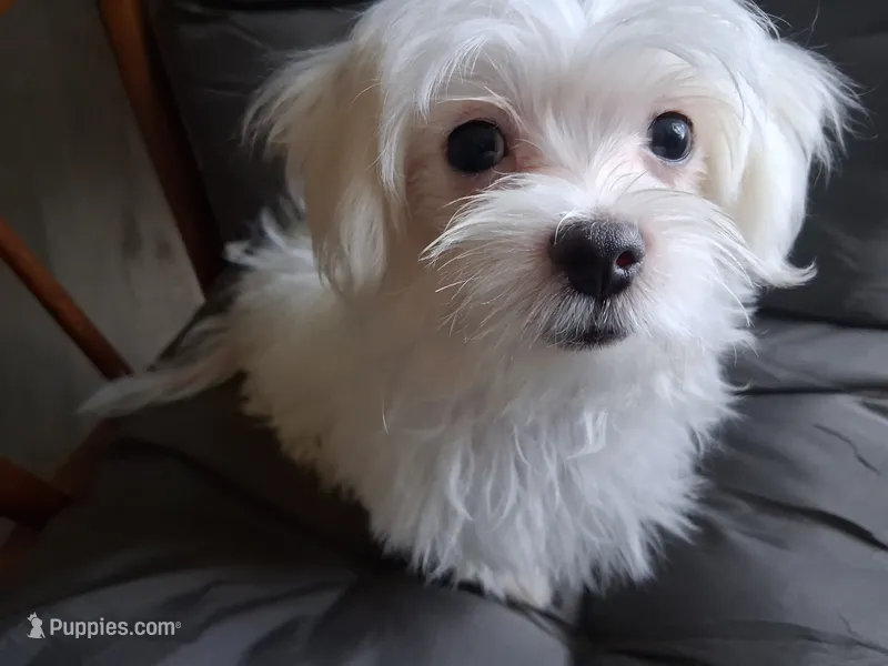 Eli (AKC) – Maltese puppy for sale in San Antonio, TX