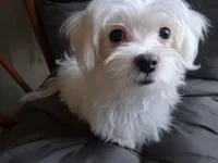 Eli (AKC), a male Maltese for sale in San Antonio, TX – 1 of 9