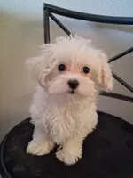 Simon, a male Maltipoo for sale in San Antonio, TX – 6 of 7