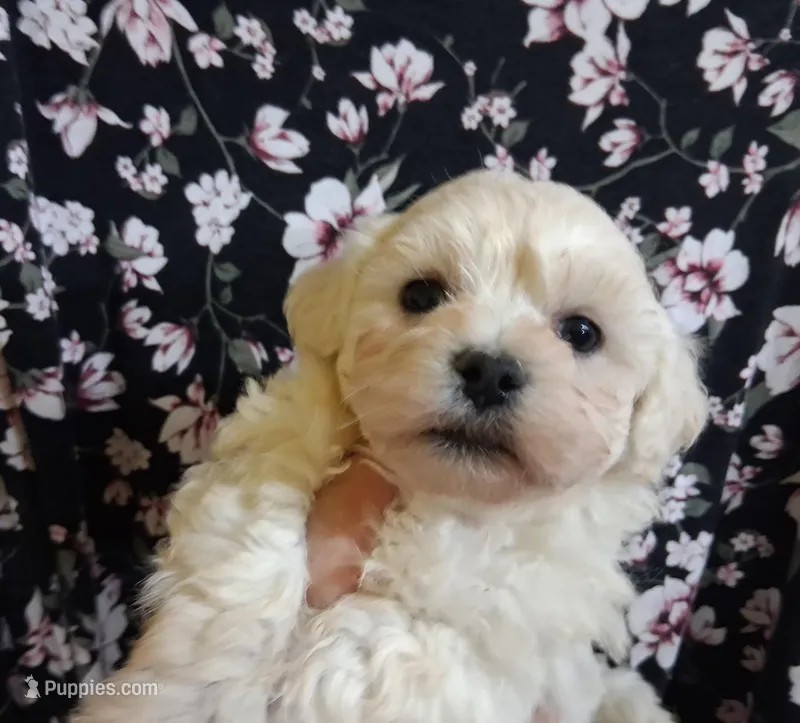Micah – Maltipoo puppy for sale in San Antonio, TX