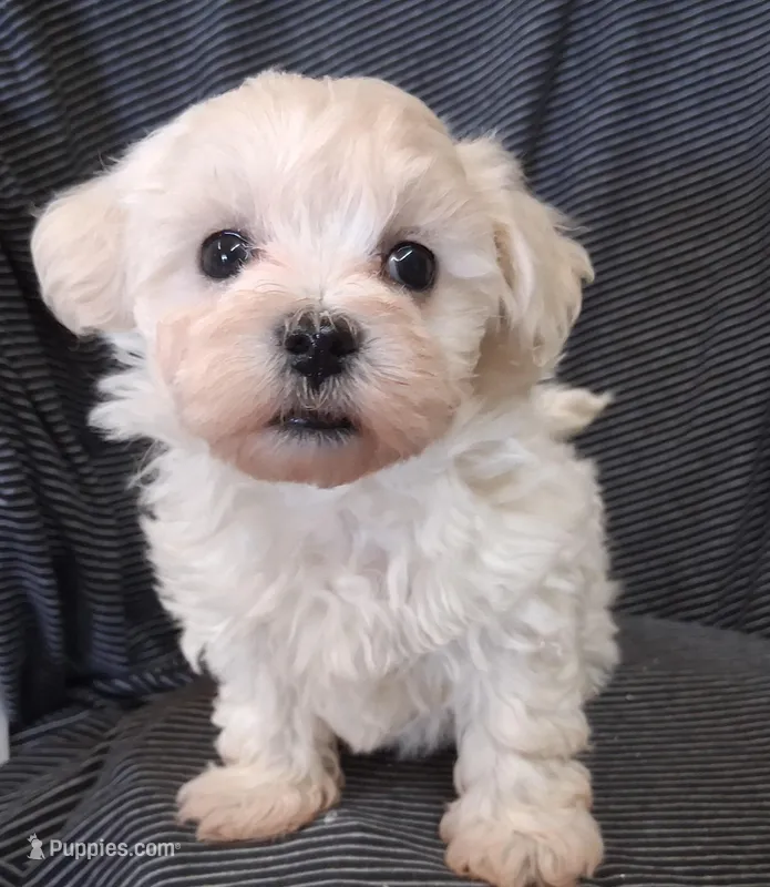 Micah – Maltipoo puppy for sale in San Antonio, TX
