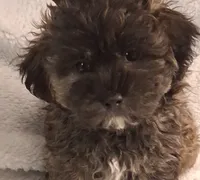Black-Brown Bear (Aaron), a male Shihpoo for sale in San Antonio, TX – 3 of 7