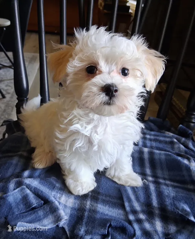 Amos – Maltipoo puppy for sale in San Antonio, TX