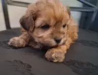 Asa, a male Shihpoo for sale in San Antonio, TX – 4 of 6