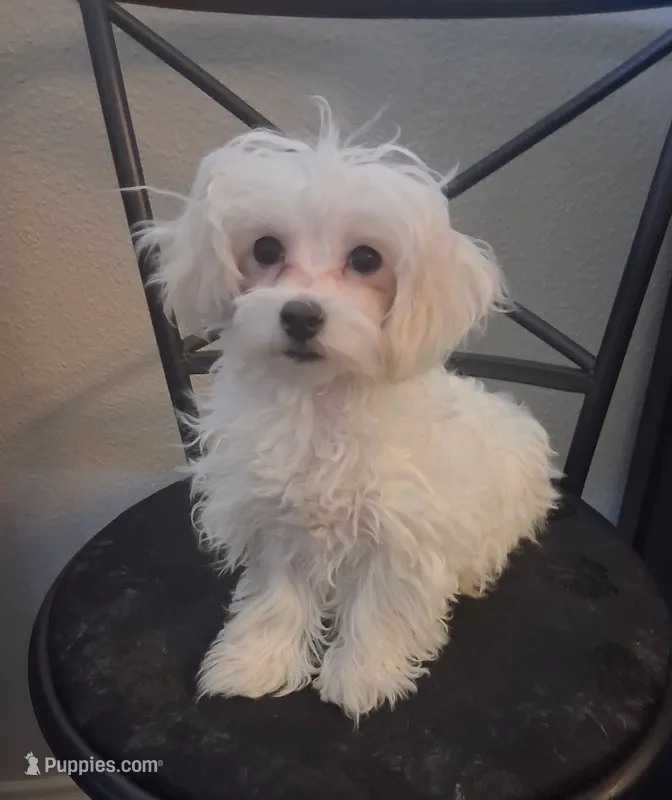 Simon – Maltipoo puppy for sale in San Antonio, TX