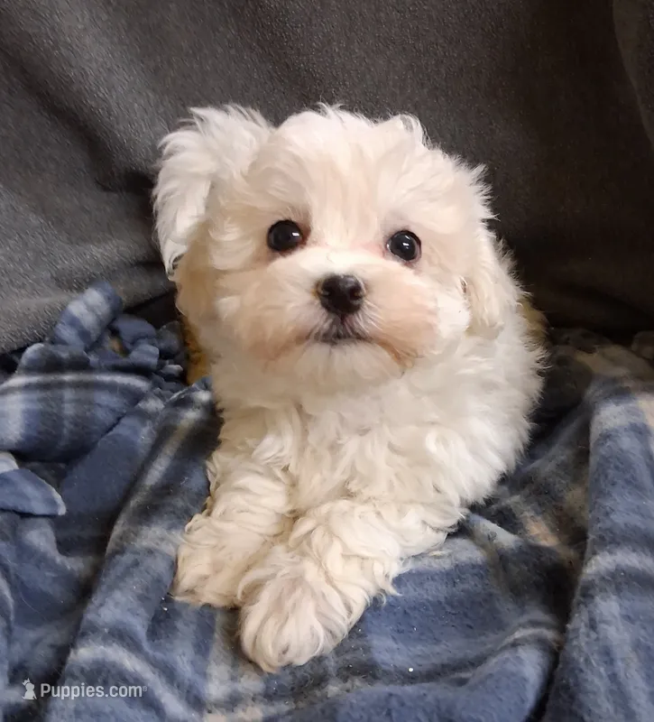 Charity – Maltipoo puppy for sale in San Antonio, TX