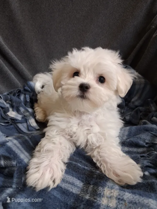 Jesse (AKC) – Maltese puppy for sale in San Antonio, TX