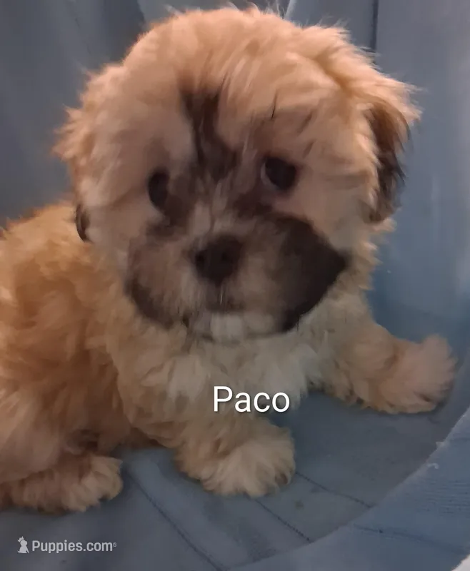 Paco