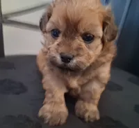 Asa, a male Shihpoo for sale in San Antonio, TX – 6 of 6