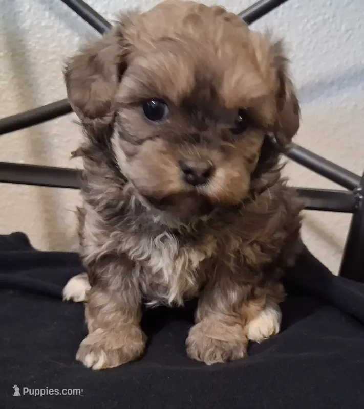 Shiloh, Shihpoo – Shih Tzu puppy for sale in San Antonio, TX