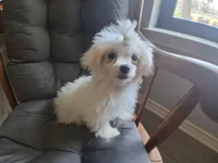 Dinah (AKC), a female Maltese for sale in San Antonio, TX – 3 of 9