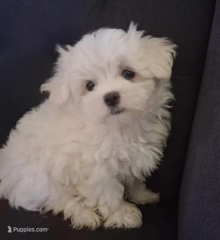 Boaz (AKC) – Maltese puppy for sale in San Antonio, TX