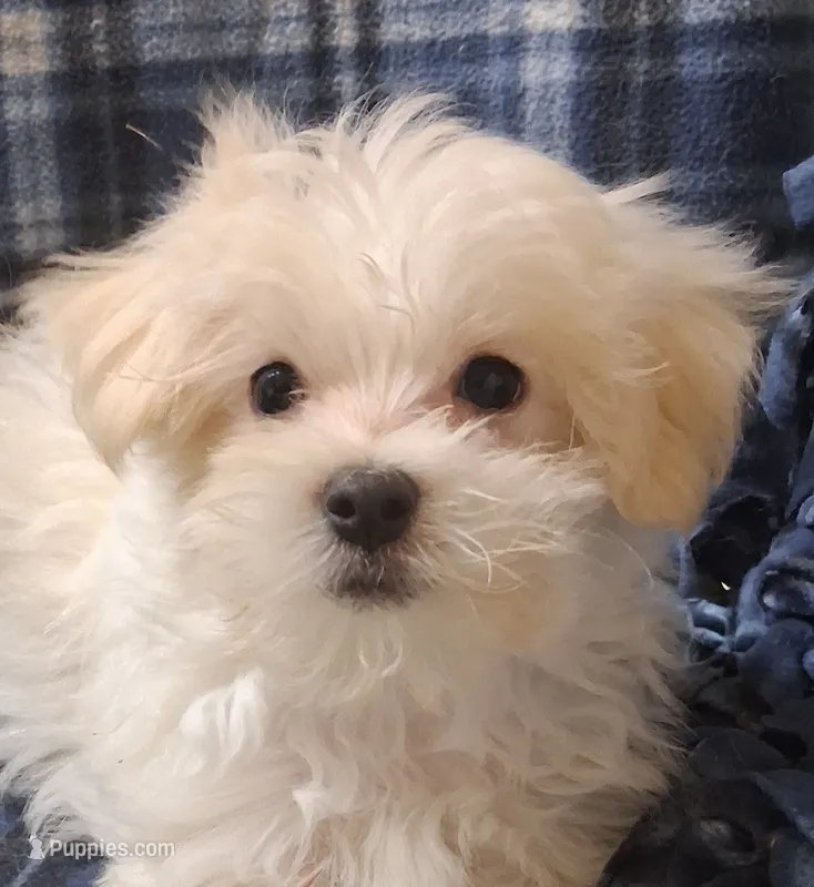 Silas (AKC) – Maltese puppy for sale in San Antonio, TX