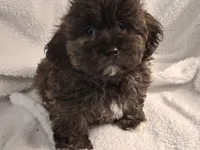 Black-Brown Bear (Aaron), a male Shihpoo for sale in San Antonio, TX – 4 of 7