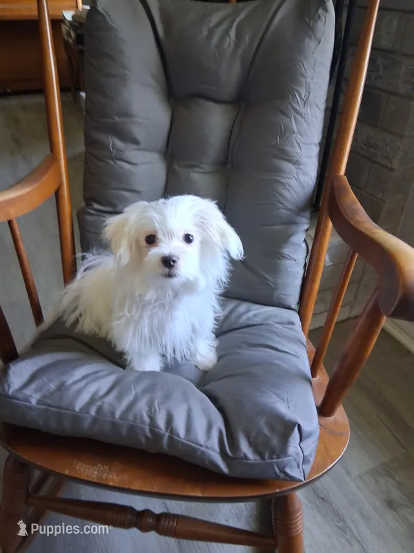 Eli (AKC) – Maltese puppy for sale in San Antonio, TX
